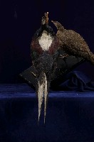 藍腹鷴藏品圖，第6張